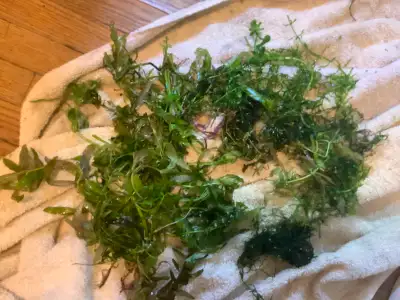 Make me an offer for all the stems, there are probably over 30-50 stems and there is moss also.
