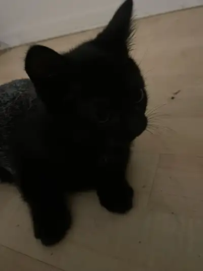 black kitten, View more