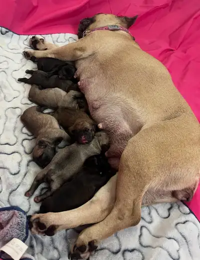 French Bulldog Puppies, View more