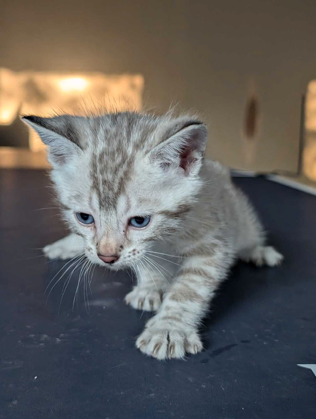 TICA Snow Bengal kittens available in Cats & Kittens for Rehoming in Moncton - Image 3