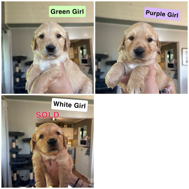 Purebred Golden Retriever Puppies!! *ONLY 1 LEFT* in Dogs & Puppies for Rehoming in Muskoka - Image 3
