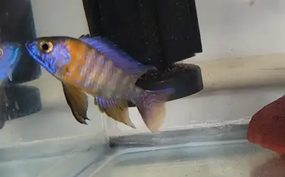 Red peacock cichlid male, View more