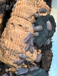 Cubaris "Black Panda" Isopods