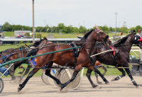 Horse trainer Standardbreds