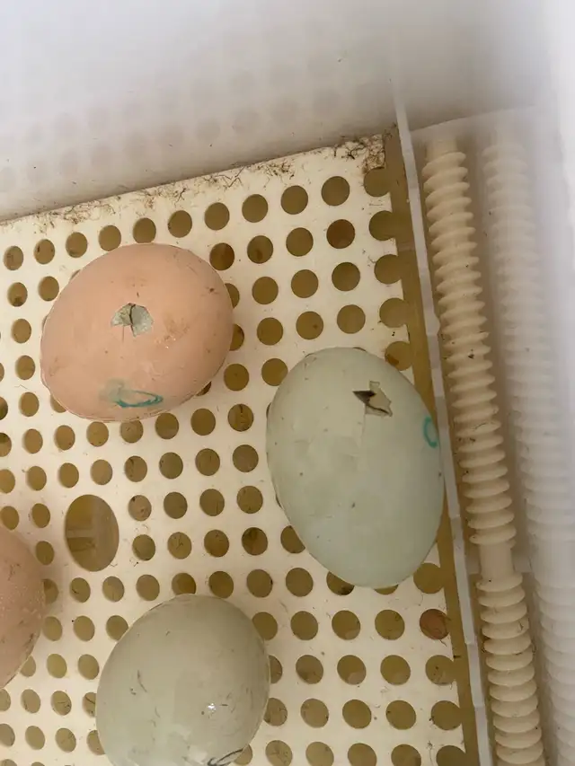 baby chicks in Birds for Rehoming in Delta/Surrey/Langley - Image 4
