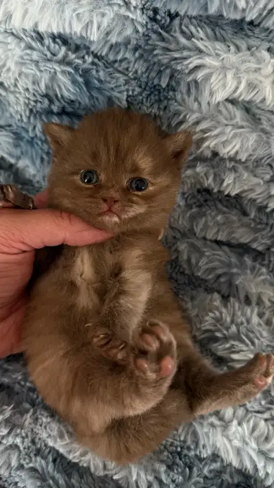 Chocolate British Shorthair , View more