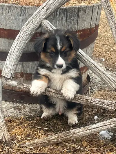 Corgi Puppies for Rehoming, View more