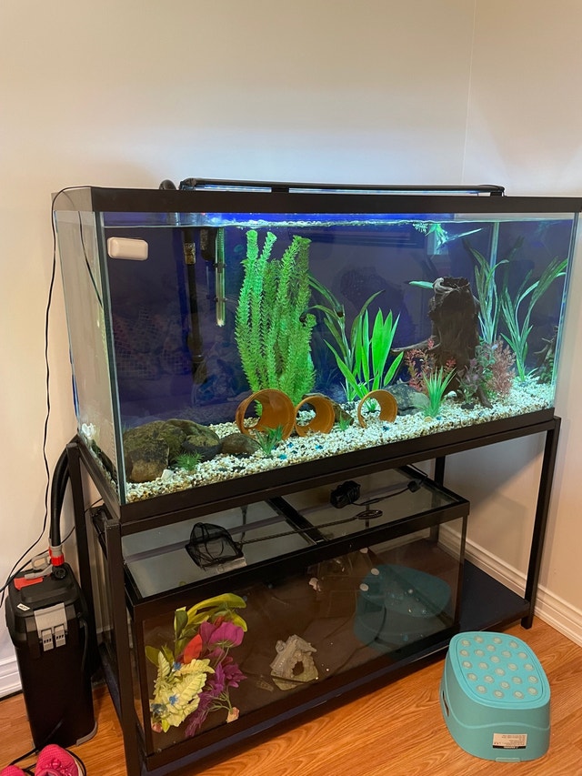 90 gallon aquarium set up Fish for Rehoming Dartmouth Kijiji