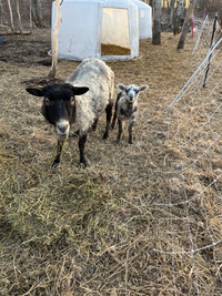 SPPU 3 year old  ewe with lamb
