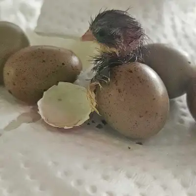 Button Quail Pair, View more