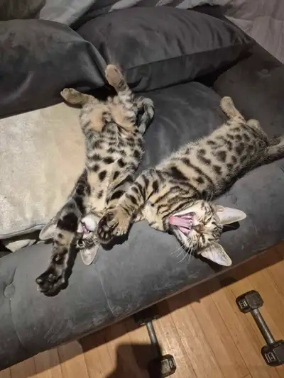 Kittens 260 for both together , View more