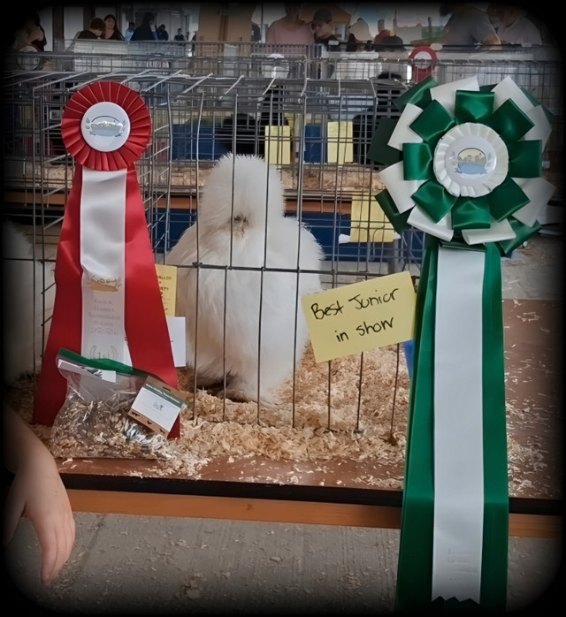 Silkie Hatching Eggs in Livestock in Cambridge - Image 4