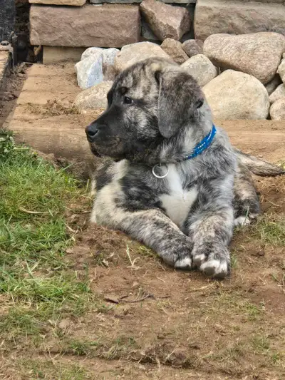 We have adorable Presa Canario and Turkish Kangal puppies ready for their new homes! These pups are...