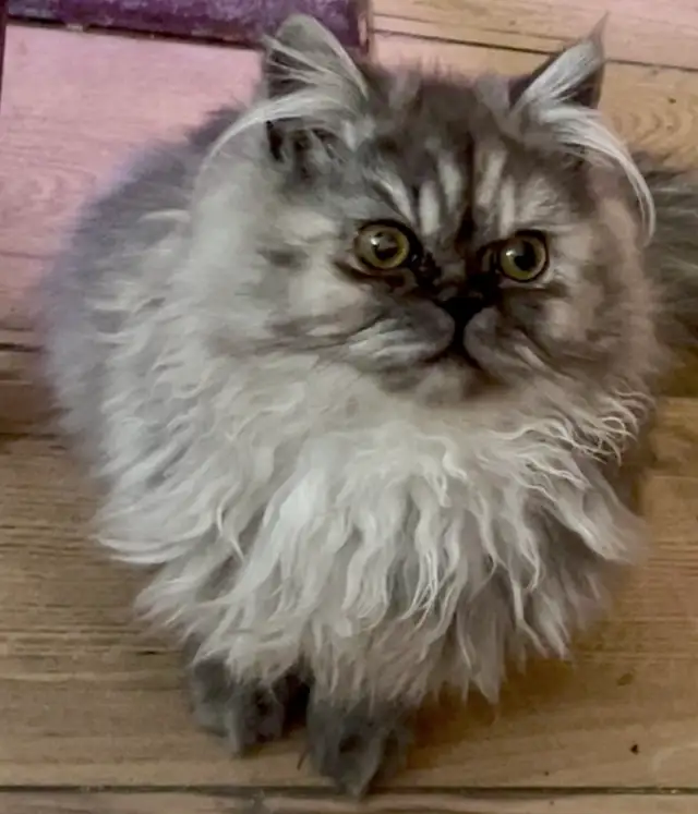 ❤️LOVECATS TICA reg. Cattery:  Persian Himalayans and Himalayans