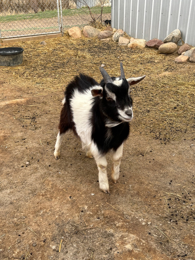 Male Pygmy goats  in Livestock in Medicine Hat - Image 4