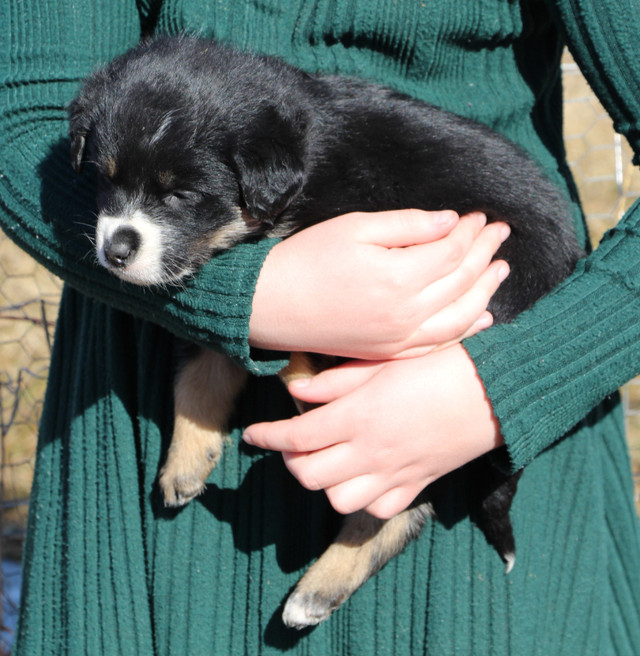 Mother's Day Puppies - Border Collie x German Shepherd in Dogs & Puppies for Rehoming in Strathcona County