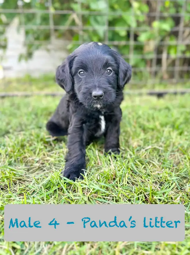 Aussie-Sheepadoodle puppies in Dogs & Puppies for Rehoming in Calgary - Image 3