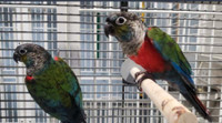 CRIMSONBELLY CONURE BREEDING PAIR