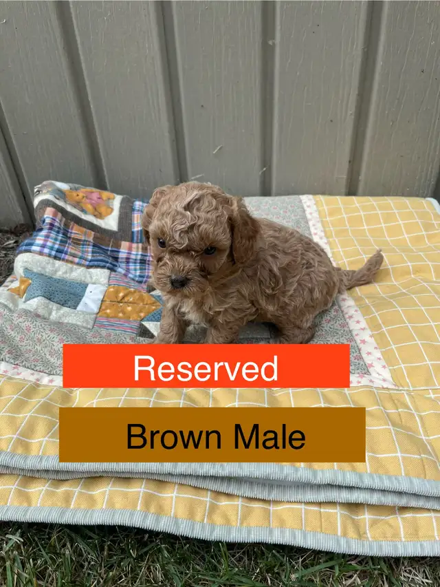 Cute Cavapoo Puppies in Dogs & Puppies for Rehoming in Edmonton - Image 6