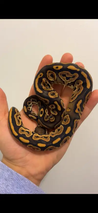 python royal / ball python, View more