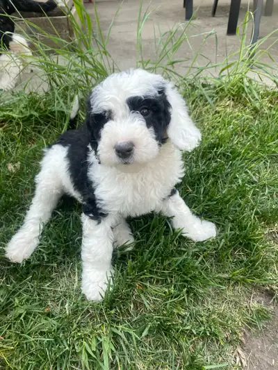L&D's Double Doodle Acres Oaklee X Charlee have had the most wonderful litter of 2nd generational pu...