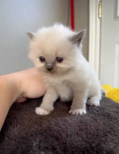 Purebread ragdoll kittens, View more