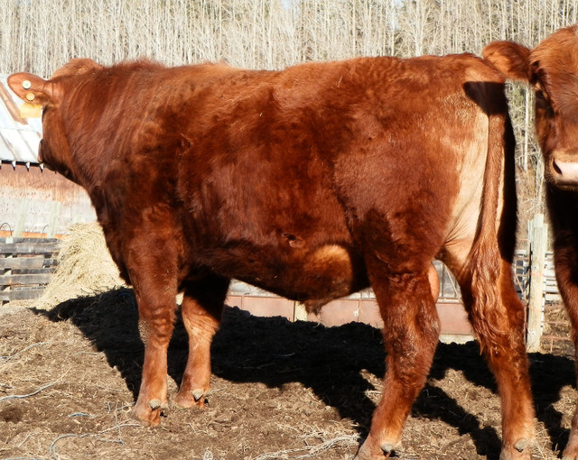 PUNCHAW PUREBRED  YEARLING RED ANGUS BULLS in Livestock in Prince George - Image 2