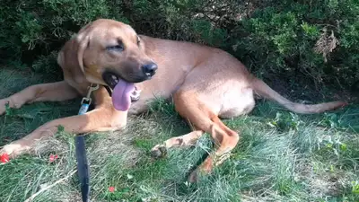 Lost dog need new owner, View more