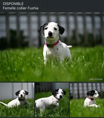 Dalmatian puppies 2025 summer, View more