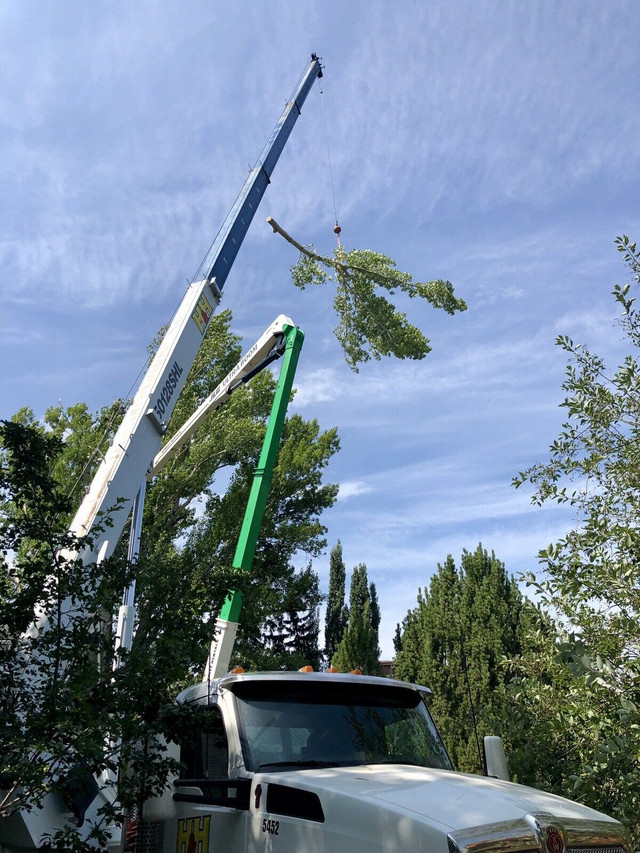  Tree removal, tree trimming, stump grinding  in Lawn, Tree Maintenance & Eavestrough in Calgary - Image 3