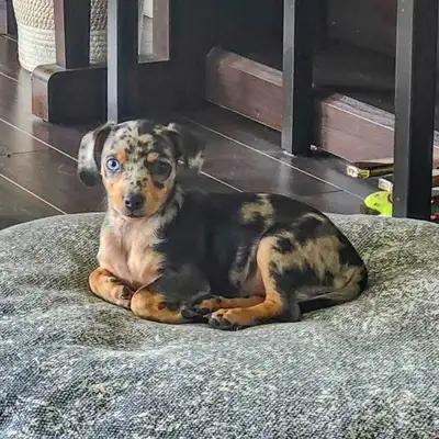 Mini Dachshund dapple female - Ready now!, View more