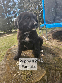 Sold pending pickup-Mixed puppy 