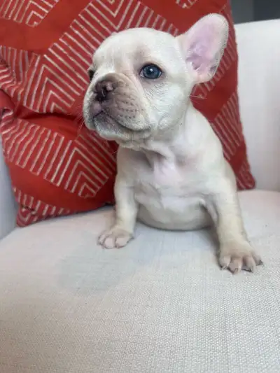 Chiots Bouledogues Français (mâle et femelles) nés le 29 avril 2025. Ils seront prêts à rejoindre le...
