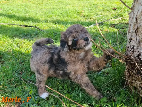 We have a stunning litter of quality bred hypoallergenic and non shed Cockapoos. Ready now . Mom is...