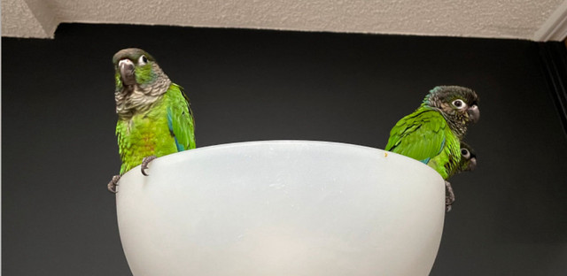 TWO green cheek conure birds with entire cage setup in Birds for Rehoming in Mississauga / Peel Region - Image 3