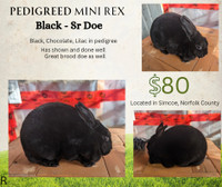 Mini rex black doe