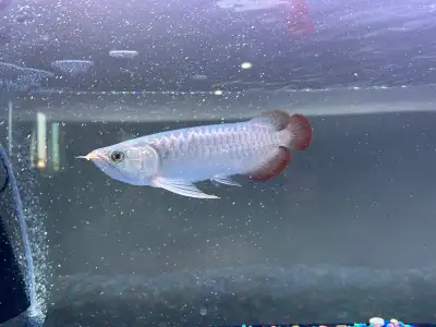 Qian Hu Violet Fusion Super Red Arowana, View more