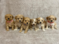 Toy poodle puppies! Only  1 available 
