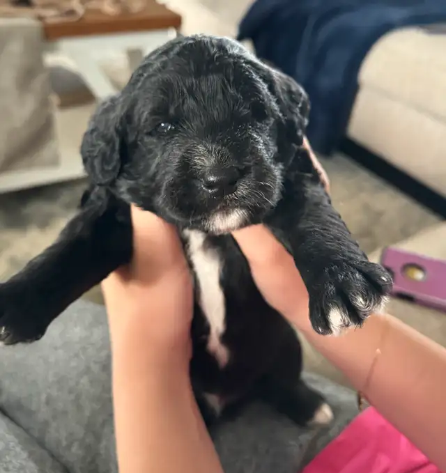Standard F1 Bernedoodle puppies available July 10, 2025 in Dogs & Puppies for Rehoming in Grande Prairie - Image 4