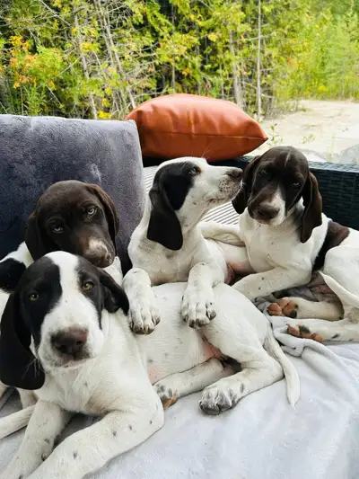 GSP German Shorthaired Pointer Puppies, View more
