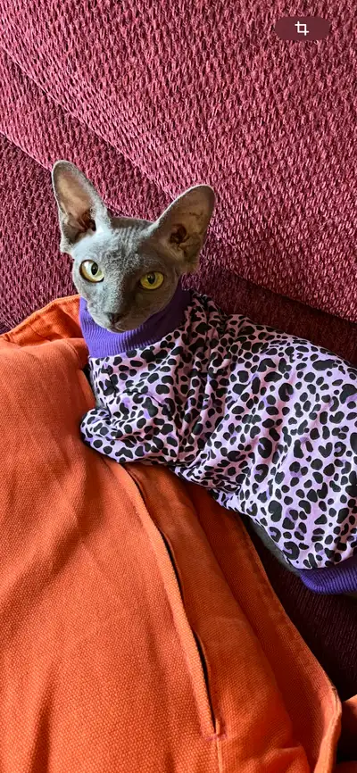 Chat Sphynx, View more