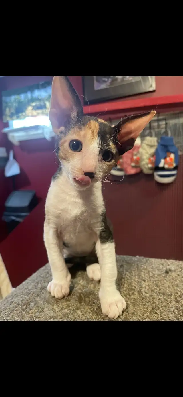 Cornish Rex Kittens