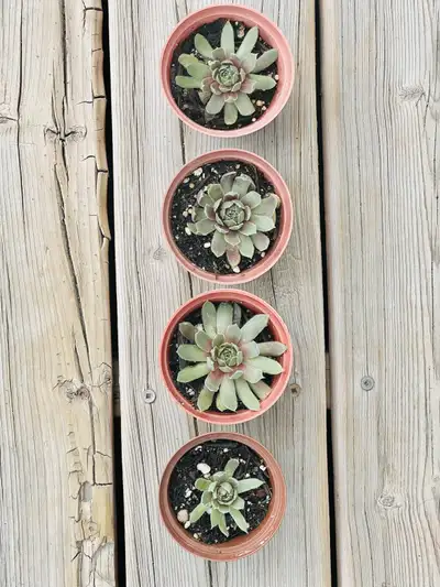 BEAUTIFUL HARDY SUCCULENTS, View more