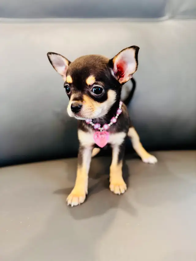 Nouvelle Portée De Chihuahua in Dogs & Puppies for Rehoming in Trois-Rivières - Image 2