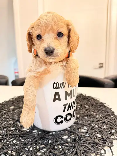 Adorable F1b Cockapoo Puppies, View more