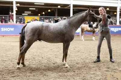 Sec B Welsh Pony Stallion, View more