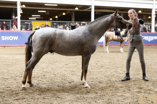Sec B Welsh Pony Stallion in Horses & Ponies for Rehoming in City of Toronto - Image 2