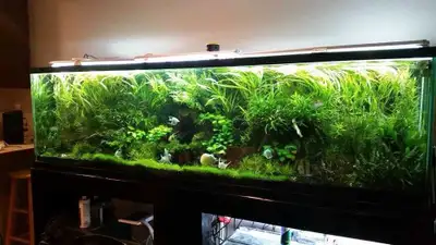 Aquarium live plants 