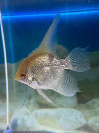 ANGEL FISH FOR SALE