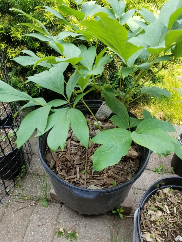 Godaishu pure white easygrowing tree peony in pot Plants, Fertilizer